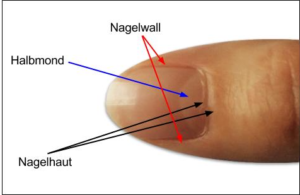 Nagelhaut Nagelhautpflege Nagelhaut Entfernen Nagelschere Co